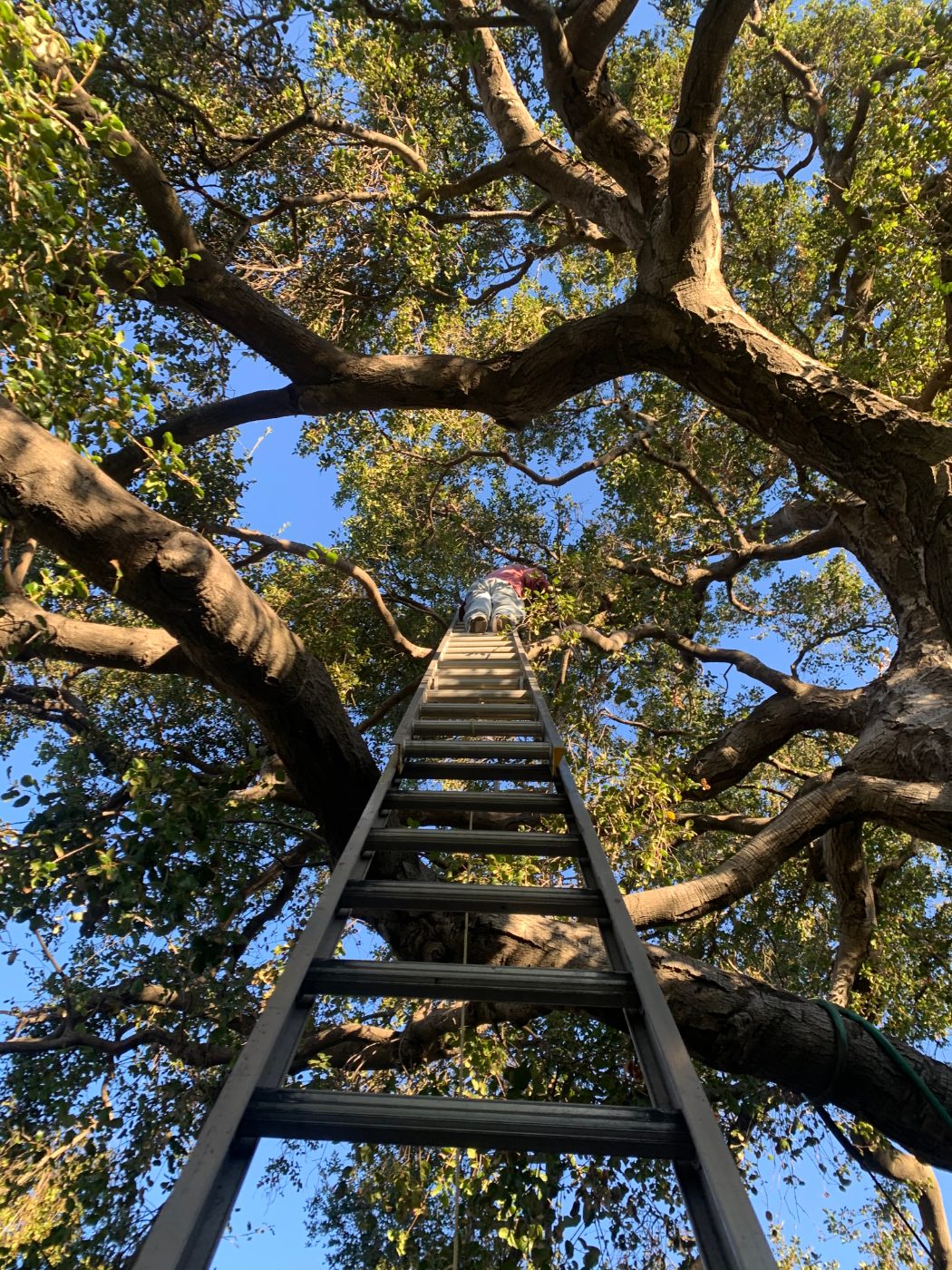 Tree-Line Gutter Cleaning — Rick's Raingutter Service, Los Angeles